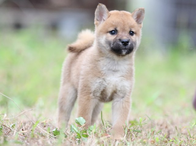 FP5A6233-puupy-shibainu