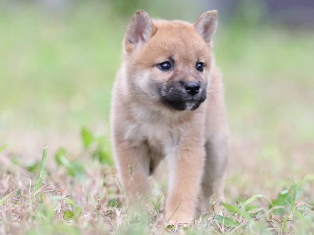 FP5A6241-puupy-shibainu