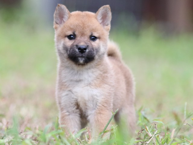 FP5A6248-puupy-shibainu