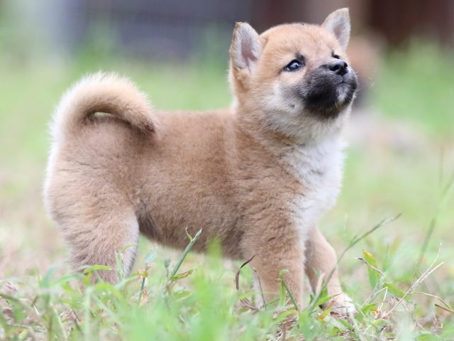 FP5A6264-puupy-shibainu