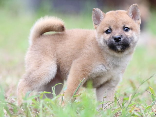 FP5A6268-puupy-shibainu