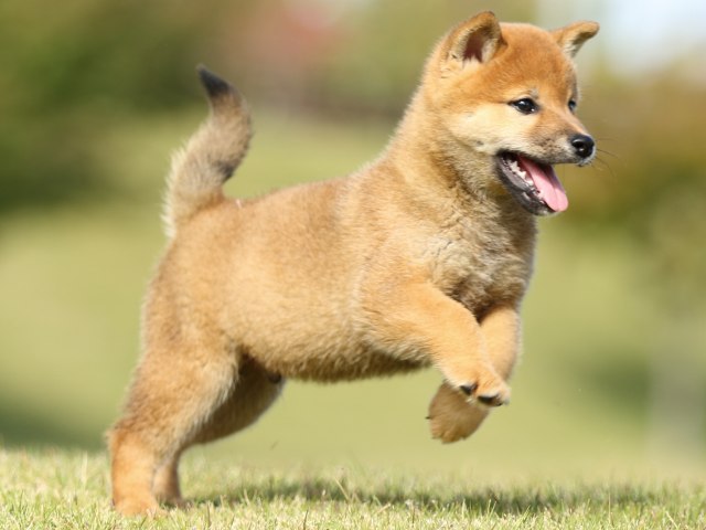 FP5A6279-puupy-shibainu