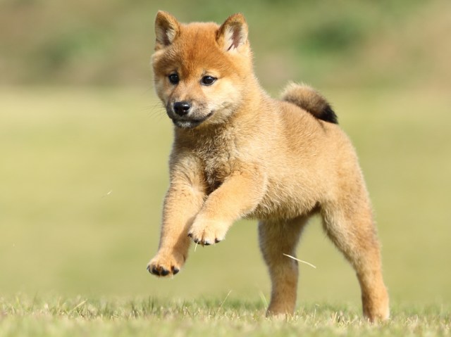 FP5A6294-puupy-shibainu