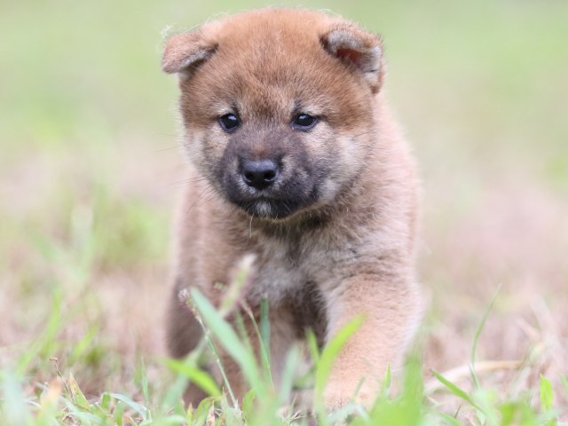 FP5A6315-puupy-shibainu