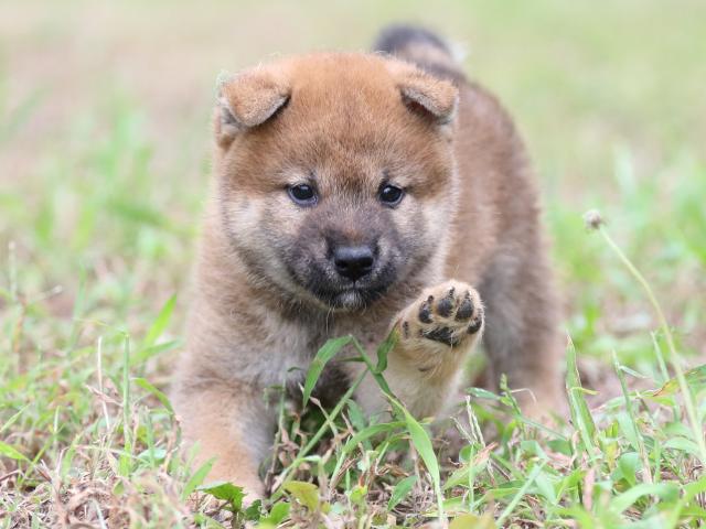 FP5A6339-puupy-shibainu