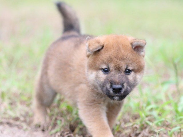 FP5A6343-puupy-shibainu