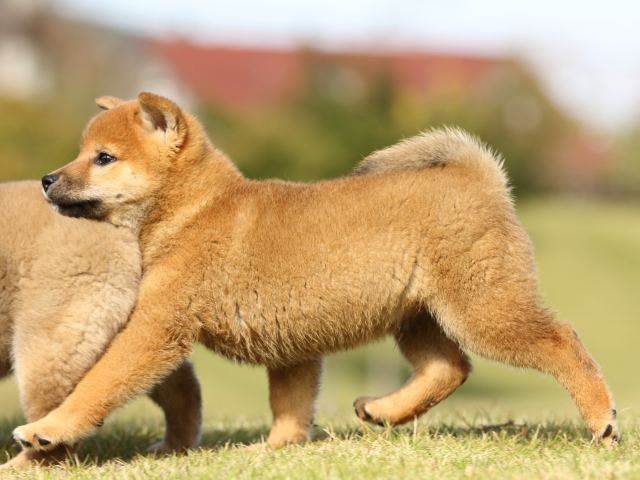 FP5A6344-puupy-shibainu