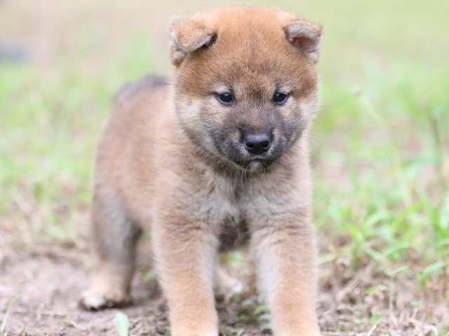 FP5A6351-puupy-shibainu