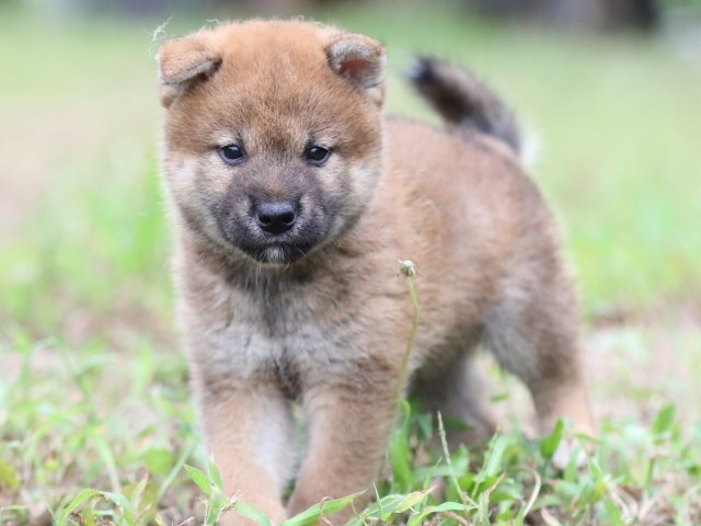 FP5A6361-puupy-shibainu