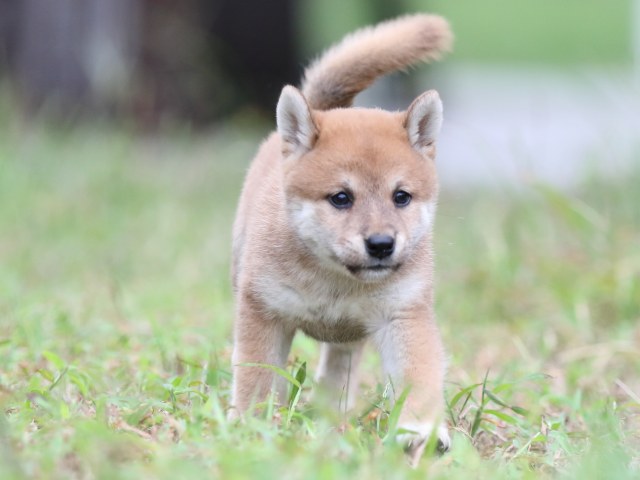 FP5A6402-puupy-shibainu