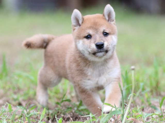 FP5A6433-puupy-shibainu