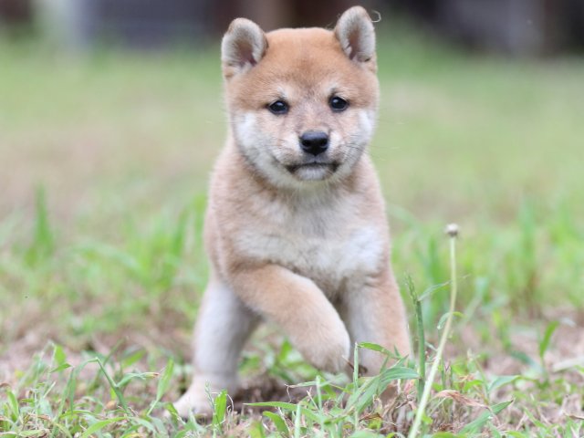 FP5A6434-puupy-shibainu