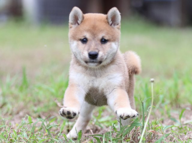 FP5A6435-puupy-shibainu