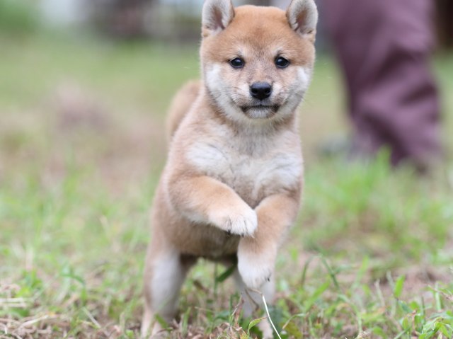 FP5A6441-puupy-shibainu