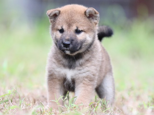 FP5A6457-puupy-shibainu