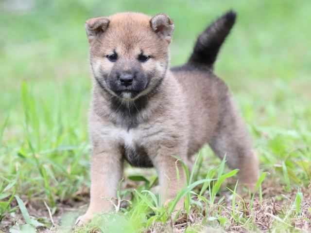 FP5A6481-puupy-shibainu