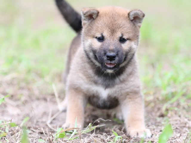 FP5A6505-puupy-shibainu