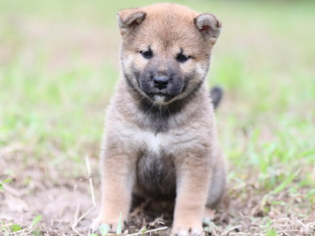 FP5A6506-puupy-shibainu