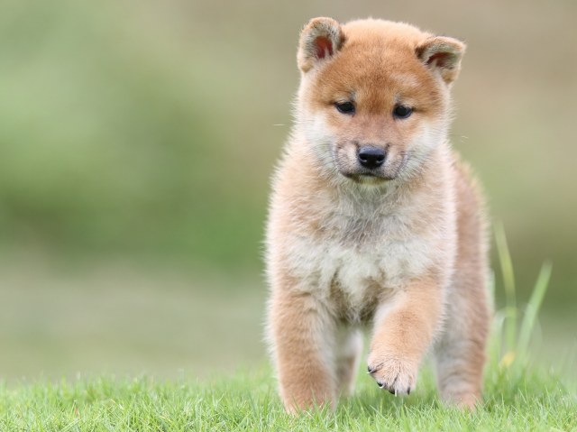 FP5A6522-puupy-shibainu