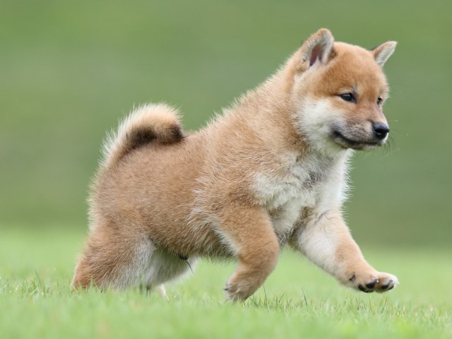 FP5A6561-puupy-shibainu