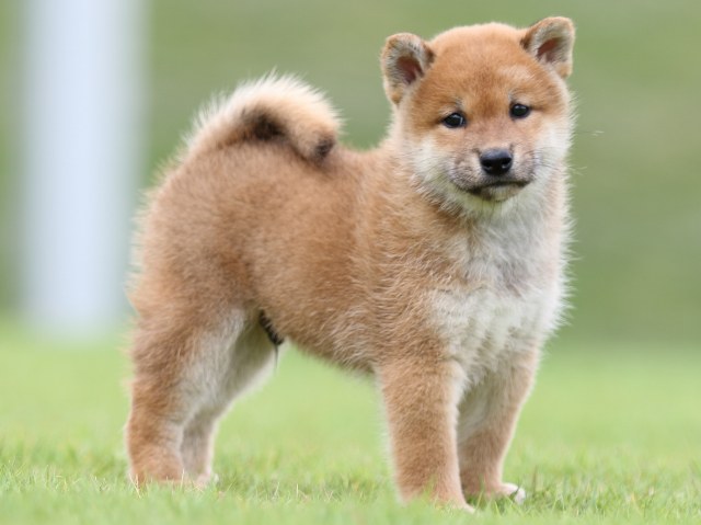 FP5A6564-puupy-shibainu