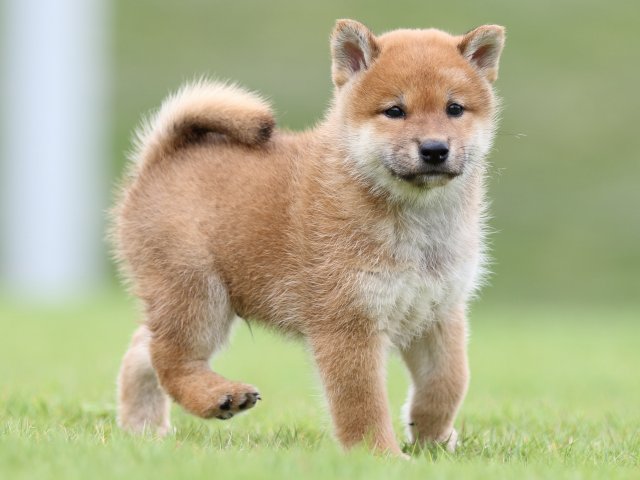 FP5A6566-puupy-shibainu