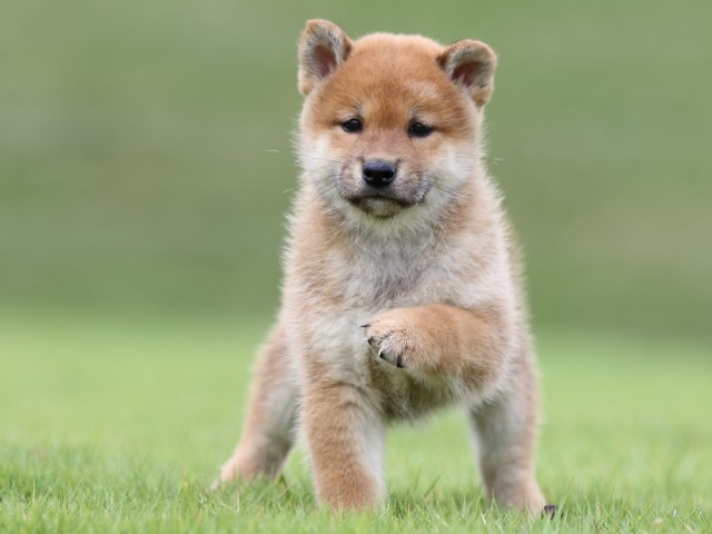 FP5A6586-puupy-shibainu