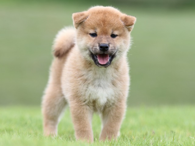 FP5A6670-puupy-shibainu