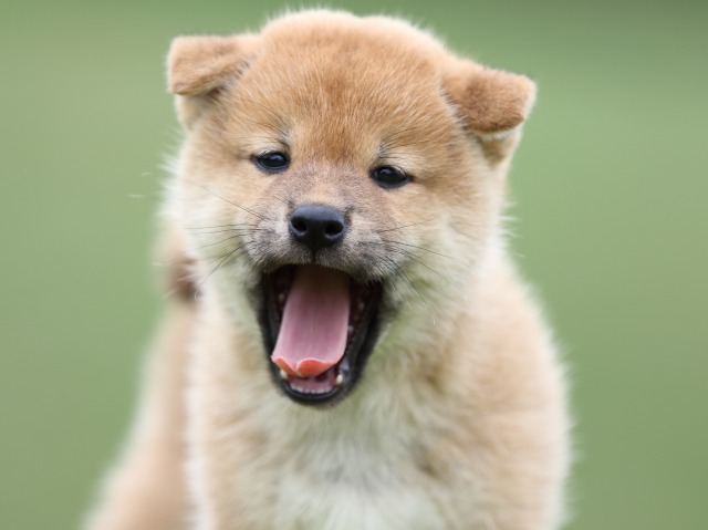 FP5A6673-puupy-shibainu