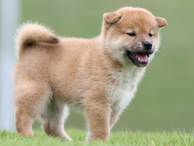 FP5A6707-puupy-shibainu