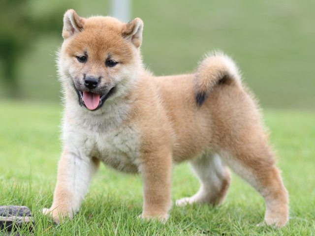 FP5A6736-puupy-shibainu