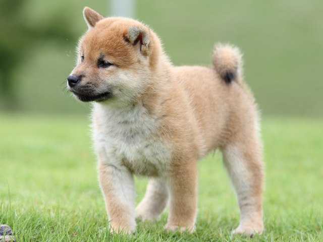 FP5A6749-puupy-shibainu