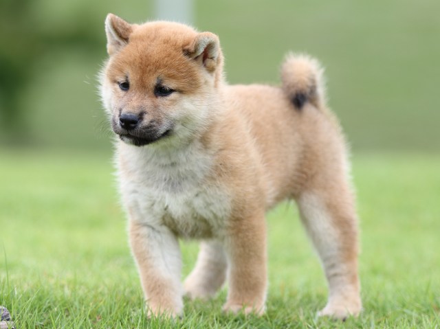 FP5A6752-puupy-shibainu