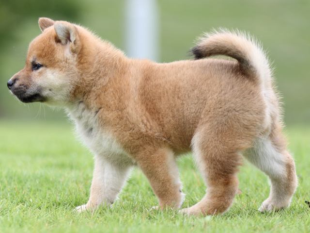 FP5A6776-puupy-shibainu