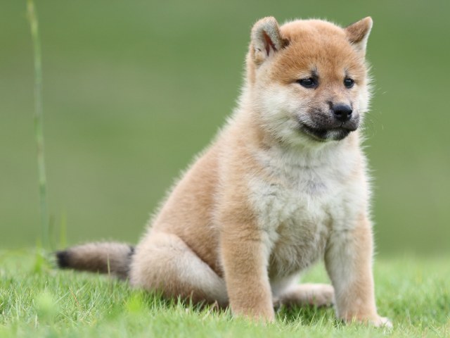 FP5A6787-puupy-shibainu