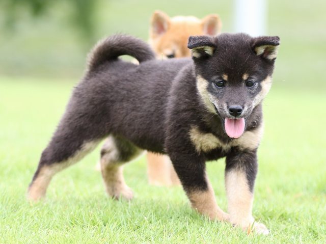 FP5A7038-puupy-shibainu