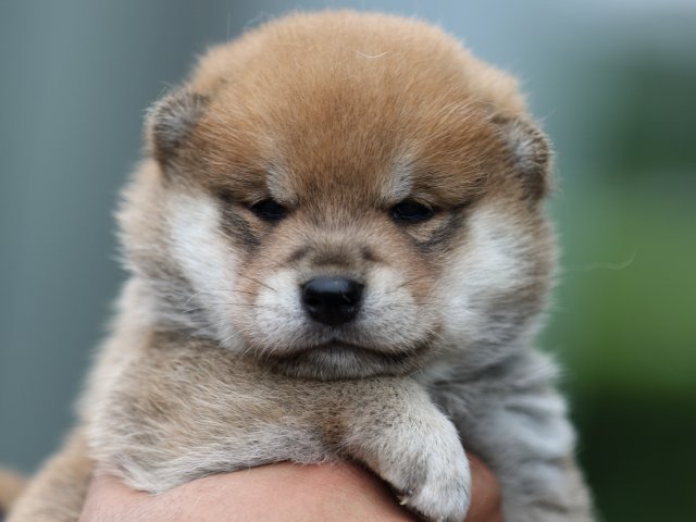 FP5A7235-puupy-shibainu