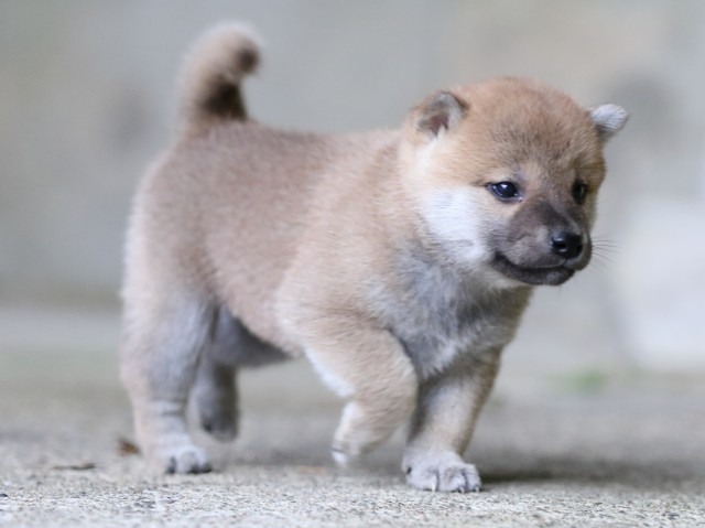 FP5A7616-puupy-shibainu