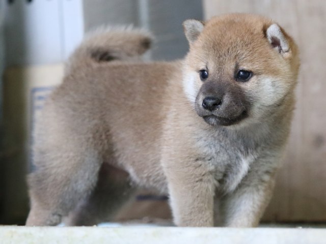 FP5A7642-puupy-shibainu