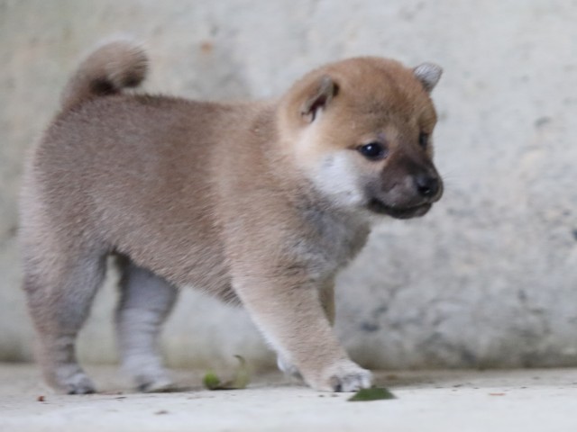 FP5A7645-puupy-shibainu