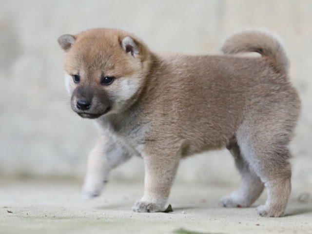 FP5A7675-puupy-shibainu