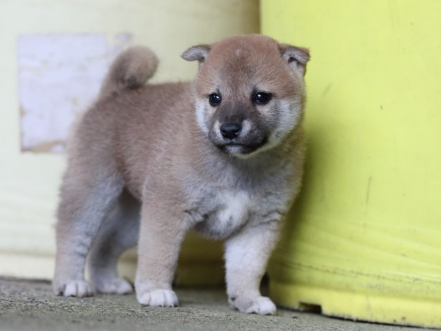 FP5A7752-puupy-shibainu