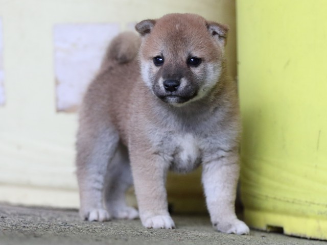 FP5A7758-puupy-shibainu