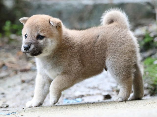 FP5A7782-puupy-shibainu