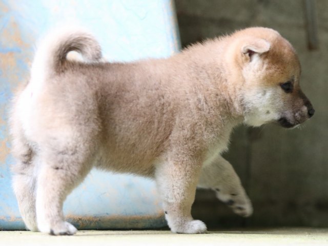 FP5A7849-puupy-shibainu