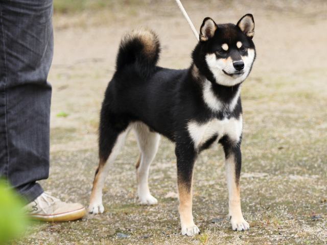 FP5A7958-puupy-shibainu