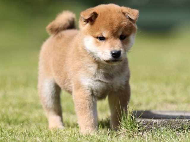 FP5A8443-puupy-shibainu