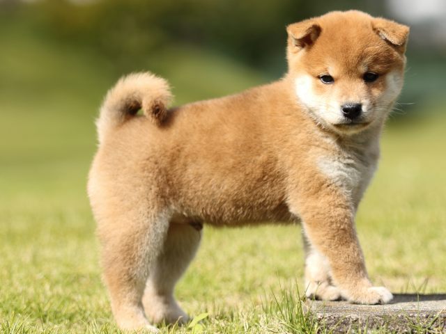 FP5A8453-puupy-shibainu