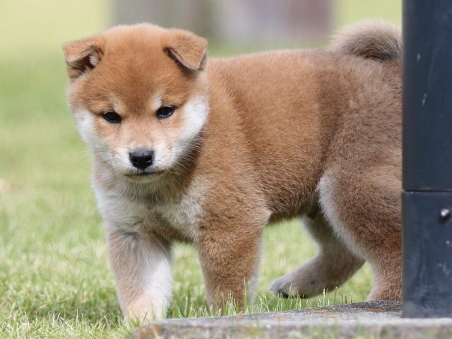 FP5A8461-puupy-shibainu