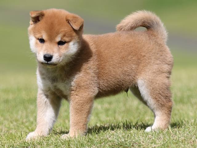 FP5A8480-puupy-shibainu